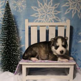 Purple - Black and white female Siberian Husky puppy in York, Pennsylvania from Spalla Pups