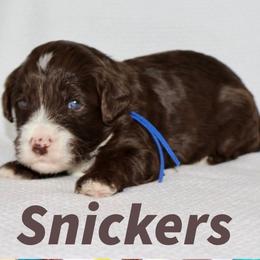 SNICKERS - Black and chalk male Australian Labradoodle puppy in Austin, Texas from AussieTex Labradoodles