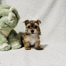'Happy' - Tan male Morkie puppy in Durand, Wisconsin from Larson’s Legacy Aussome Aussie Kennels