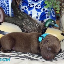 Teal Girl - Chocolate female Labrador Retriever puppy in Plymouth, North Carolina from Duck Creek Kennels