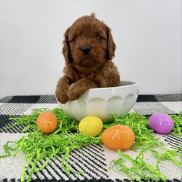 Bowie - Red male Cavapoo puppy in Beresford, South Dakota from DAKOTA DOOD RANCH