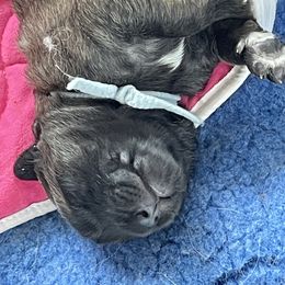 Leonberger Puppies from Sinnsro Leonbergers