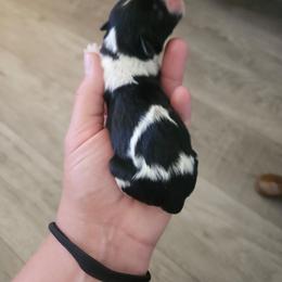 Josie - Black and white female Cavapoo puppy in Tucson, Arizona from Ever After Doodles Arizona