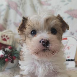 Oogway - Parti male Yorkshire Terrier puppy in Springville, Utah from Lundberg's Yorkshire Terriers