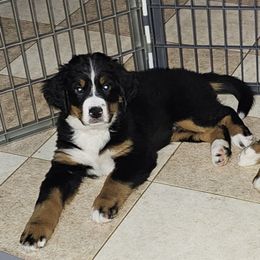 Purple Girl - Black rust and white Bernese Mountain Dog puppy in Lecanto, Florida from DBDR Berners and Saints