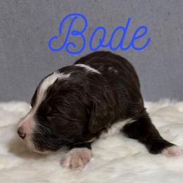 Boy 1 - Brown and white male Bernedoodle puppy in Battle Creek, Michigan from T-Rose’s Bernedoodle & Pomsky Puppies