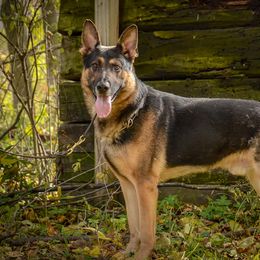 German Shepherds from Vom Feuerlands