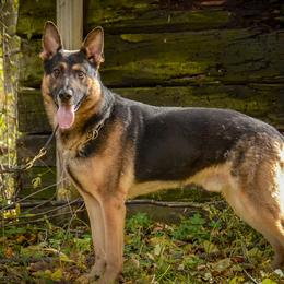 German Shepherds from Vom Feuerlands