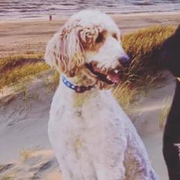 Goldendoodles from Doodle Life Goldendoodles