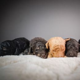 Drift - Brown male Poodle puppy in Caldwell, Idaho from Boise Doodle Co.