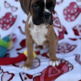 Boxer puppies from Smokin S Kennel