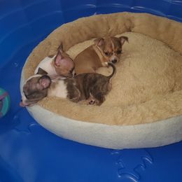 Chihuahua Puppies from Maldonado Pet Life Breeder LLC.