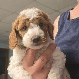 Jolteon - Blenheim male Cavapoo puppy in Conklin, Michigan from Lake Michigan Couture Cavapoos & Cockapoos