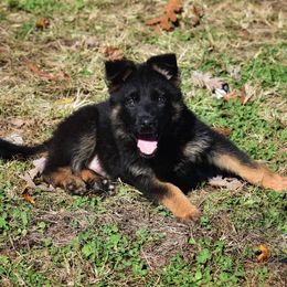 German Shepherd Puppies from Mengerhaus