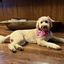 Winnie - Goldendoodle