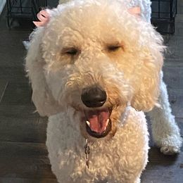 Piper - Goldendoodle