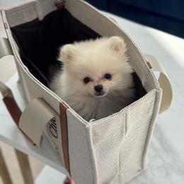 Halo (Toy Pomeranian) - White male Pomeranian puppy in Glendale, California from Los Angeles Teacup Yorkie