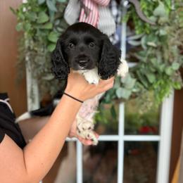 Buzz - Piebald male Dachshund puppy in Aurora, Missouri from Baker Farms