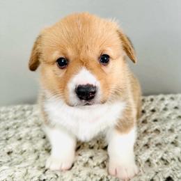Gimli - Red male Pembroke Welsh Corgi puppy in Aumsville, Oregon from West Coast Corgi