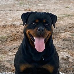 Pam  - Rottweiler