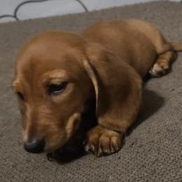 Companion Crosses and Dachshunds from LowRider Kennels