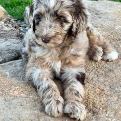Newfypoo Puppies from Two Sisters Ranch, LLC