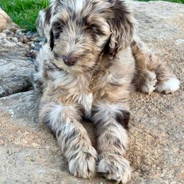 Newfypoo Puppies from Two Sisters Ranch, LLC
