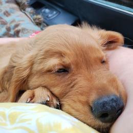Golden Retriever Puppies from Ginger Snap Golden Retrievers