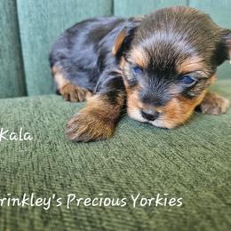 Kala - Black and tan female Yorkshire Terrier puppy in West Plains, Missouri from Brinkley Yorkies