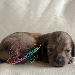 Jupiter - Cream male Dachshund puppy in Peyton, Colorado from Dachshund Universe