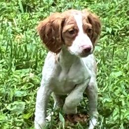 Zina boy 2 - White and orange male Brittany puppy in Floyd Knobs, Indiana from Cross Creek Brittanys