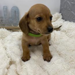 Larry - Red male Dachshund puppy in Rio Linda, California from Destiny's Mini Doxies