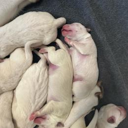 Brown Collar - Yellow male Labrador Retriever puppy in Nampa, Idaho from Gem State English Labrador Retrievers
