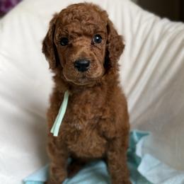 Allie - Red  female Poodle puppy in Mount Vernon, Illinois from AMC Poodles