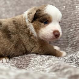 Rose - Red merle female Miniature Australian Shepherd puppy in Pinnacle, North Carolina from Higher Elevations Mini Aussies
