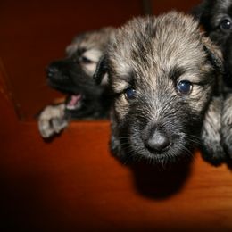Shiloh Shepherd Puppies from Solace Shilohs
