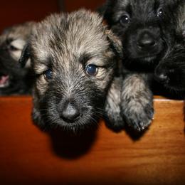 Shiloh Shepherd Puppies from Solace Shilohs