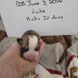 Luke - Red male Pembroke Welsh Corgi puppy in Chariton, Iowa from Kickin It Acres BCs
