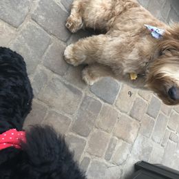 Moose - Goldendoodle