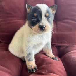 Girl 2 - Blue female Australian Cattle Dog puppy in Irvington, Kentucky from Dry Valley’s Australian Cattle Dogs