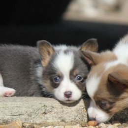 American Corgi, French Bulldog, and Pembroke Welsh Corgi Puppies from Moonstone Corgis & Frenchies