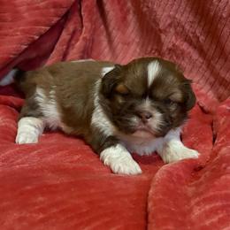 Jack - Sable and white male Shih Tzu puppy in Bradley, South Carolina from Katie’s Kennel
