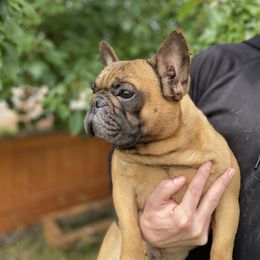 Remi - Fawn male French Bulldog puppy in Vancouver, Washington from Leash Candy Frenchies
