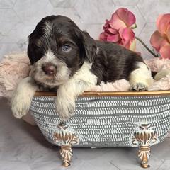 Hershey - Liver white and tan male Springerdoodle puppy in Fargo, North Dakota from Dakota SpringerDoodles