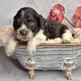 Hershey - Liver white and tan male Springerdoodle puppy in Fargo, North Dakota from Dakota SpringerDoodles