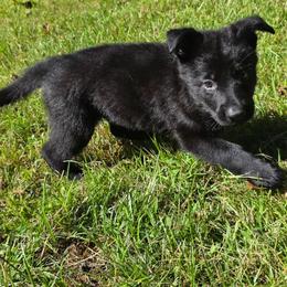 Purple collar( now dark hot pink) - Black female German Shepherd puppy in Oscoda, Michigan from Sstar
