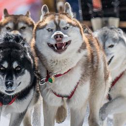 Siberian Huskies from Northern Staar Kennel