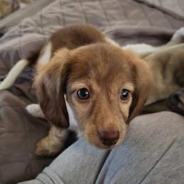 Dachshund Puppies from High Desert Doxies