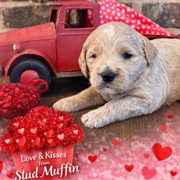 Stud Muffin - Parti male Goldendoodle puppy in Social Circle, Georgia from Poppiedoodle Farms