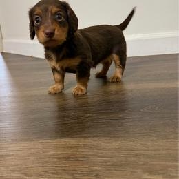 Hazel (Sandy) - Chocolate and tan female Dachshund puppy in Live Oak, Florida from Johnson’s Weiner Farm